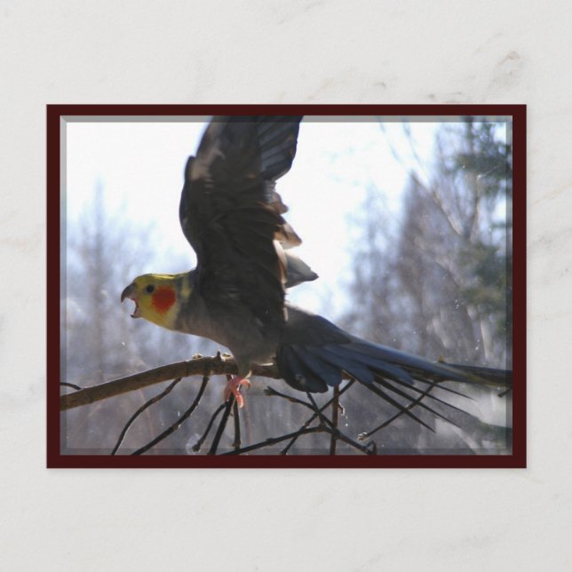 galna fågelvykort vykort (Framsida)