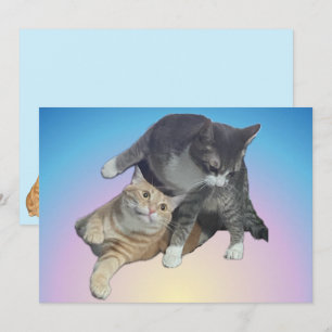 Galna katter - Taz och Tito Bandito