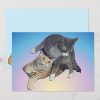 Galna katter - Taz och Tito Bandito