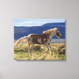 Galopperande hingst, Steens Mountains, Oregon Canvastryck
