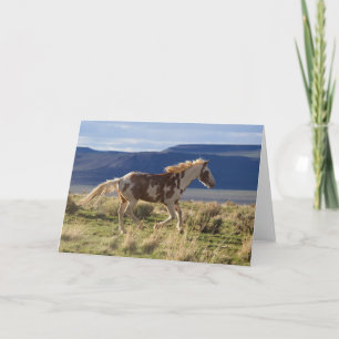 Galopperande hingst, Steens Mountains, Oregon Kort