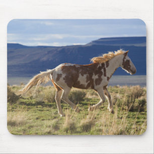 Galopperande hingst, Steens Mountains, Oregon Musmatta