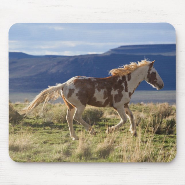 Galopperande hingst, Steens Mountains, Oregon Musmatta (Framsidan)