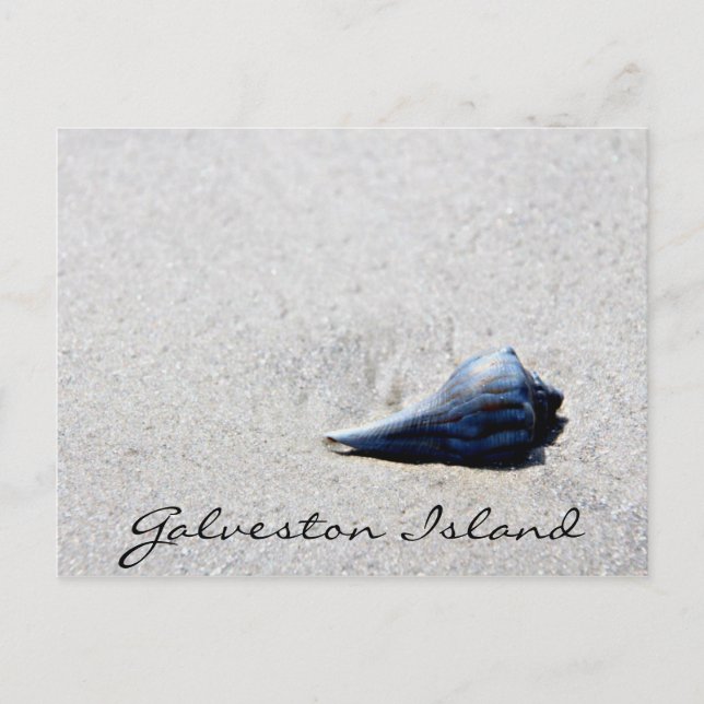 Galveston Island Sea Snäcka Postcard Vykort (Framsida)