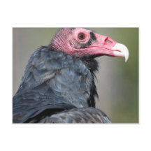 Gam Rödfaced Rovfågel