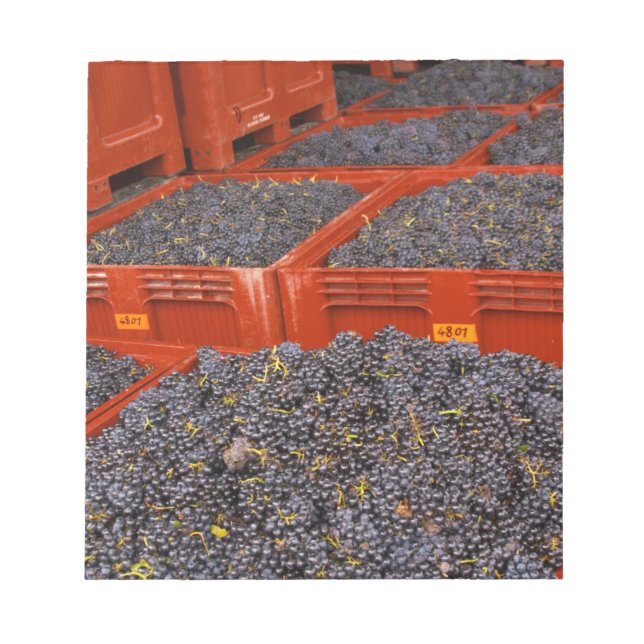 Gamay-druvor från skörden vid anteckningsblock (Framsida)