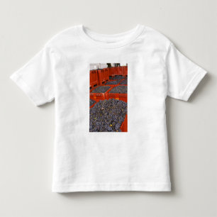 Gamay-druvor nyss framme från skörden på tee shirt