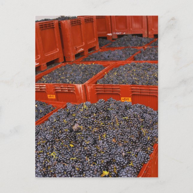 Gamay-druvor nyss framme från skörden på vykort (Framsida)