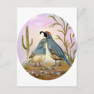 Gambel Quails Vykort