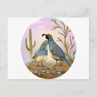 Gambel Quails Vykort