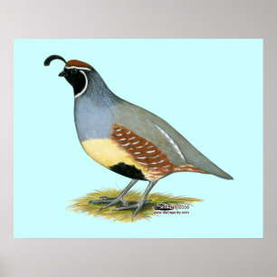 Gambels ökenQuail Poster