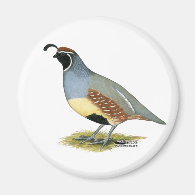 Gambels ökenvaktel magnet (Framsidan)