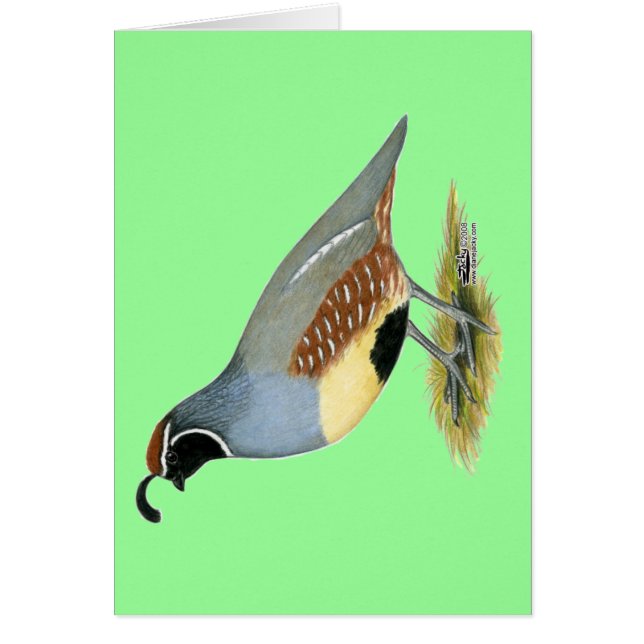 Gambels ökenvaktel OBS kort (Framsidan)