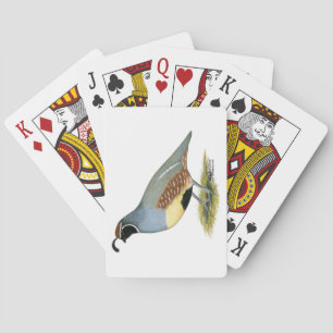 Gambels ökenvaktel spel kort