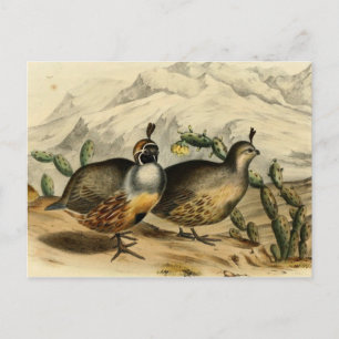 Gambels Partridge Vykort