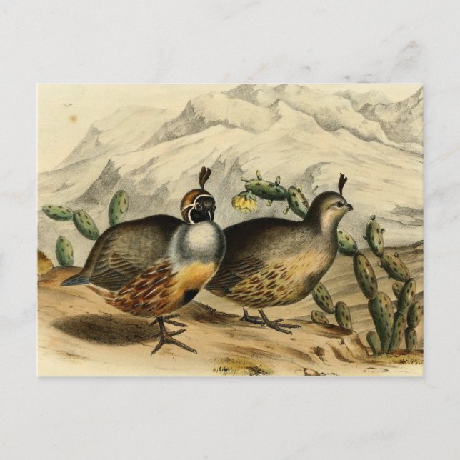 Gambels Partridge Vykort (Framsida)