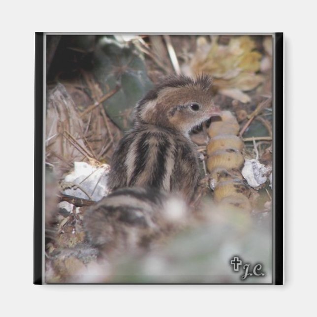 Gambels Quail baby Magnet (Framsidan)