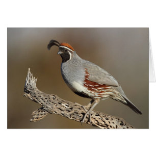 Gambels Quail Hälsningskort