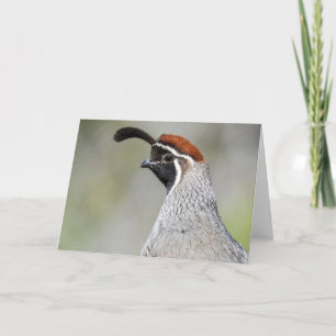 Gambels Quail Notecard Kort