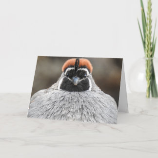 Gambels Quail Notecard Kort