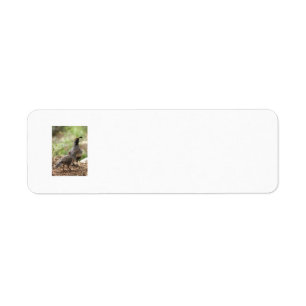 Gambels quail- och chickadressetiketter returadress etikett