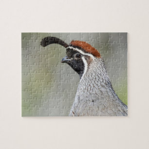 Gambels Quail Puzzle Pussel