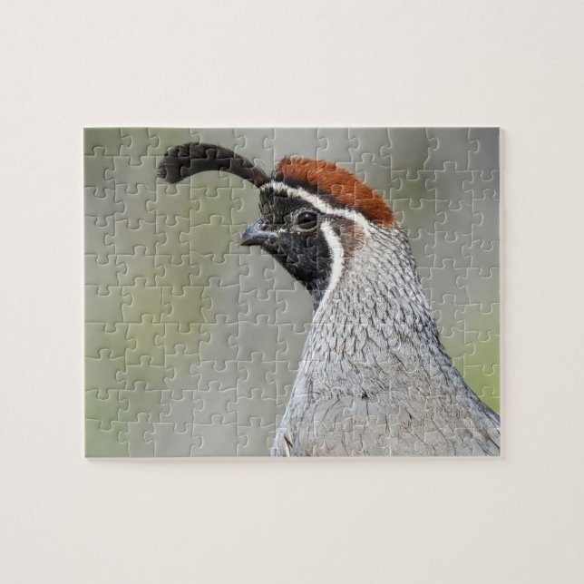 Gambels Quail Puzzle Pussel (Horisontell)