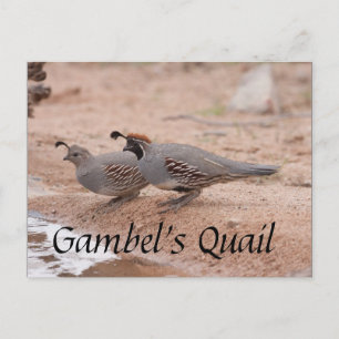 Gambels Quail tar en drink Vykort