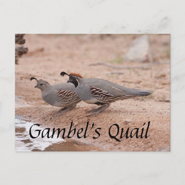 Gambels Quail tar en drink Vykort (Framsida)
