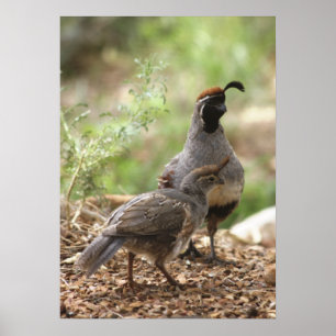 Gambels vaktel med chick poster
