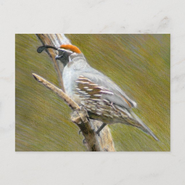 Gambels vykort för Quail bra Art naturart (Framsida)