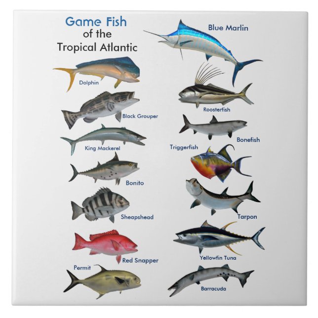 Game Fish of the Tropical Atlantic affisch Kakelplatta (Framsidan)