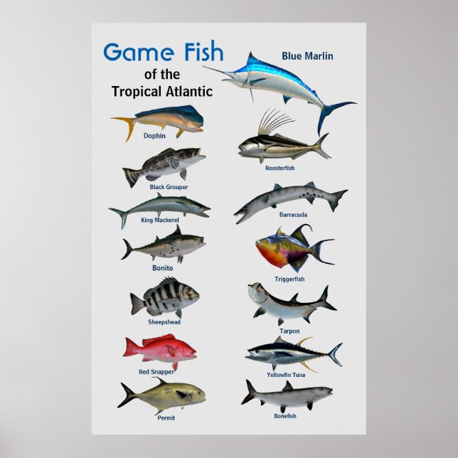 Game fish of Tropical Atlantic Ocean Poster (Framsidan)