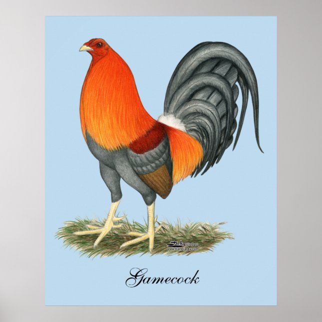 Gamecock Blå Röd Tupp Poster (Framsidan)