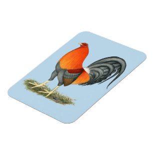 Gamecock Blue Red Tupp Magnet