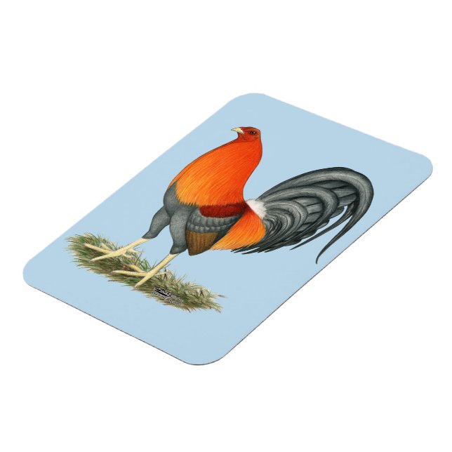 Gamecock Blue Red Tupp Magnet (Vänstra Sidan)