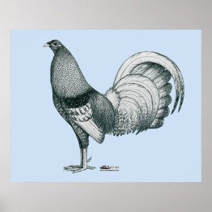 Gamecock Crele eller Dom Poster