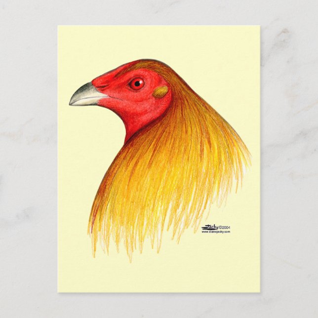 Gamecock Dubbed Vykort (Framsida)