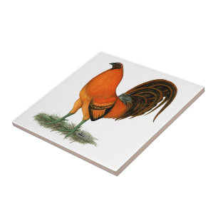 Gamecock Ginger Red Tupp Kakelplatta