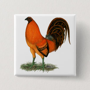 Gamecock Ginger Red Tupp Knapp