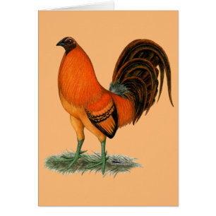 Gamecock Ginger Red Tupp OBS Kort