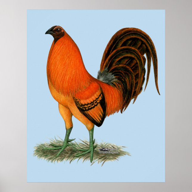 Gamecock Ginger Red Tupp Poster (Framsidan)