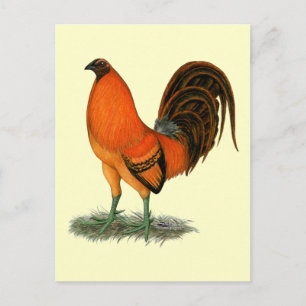 Gamecock Ginger Red Tupp Vykort