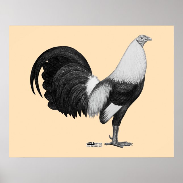 Gamecock Grå Duckwing Poster (Framsidan)