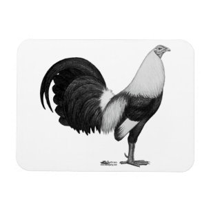 Gamecock Grått Duckwing Magnet