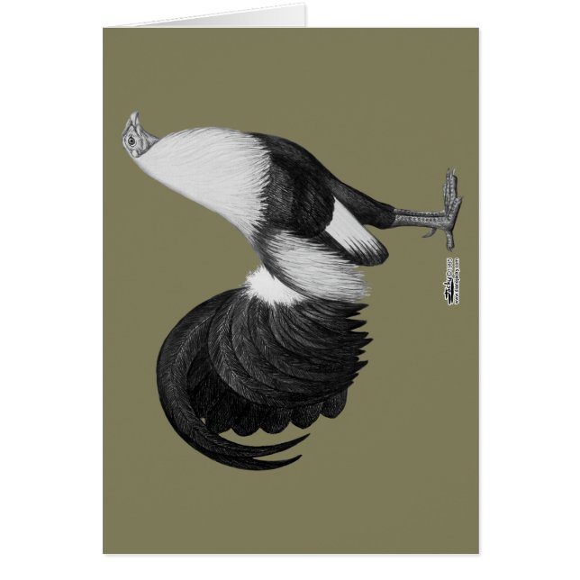 Gamecock Grått Duckwing OBS Kort (Framsidan)