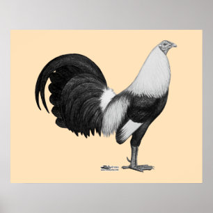 Gamecock Grått Duckwing Poster