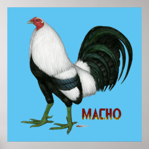 Gamecock macho Duckwing Poster