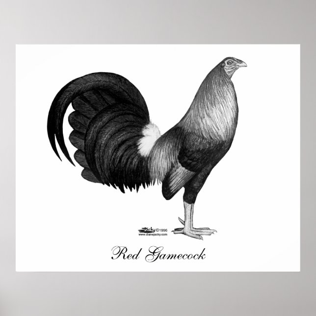 Gamecock Red Hatch Poster (Framsidan)