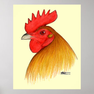 Gamecock Tupp Enkel Kam Poster